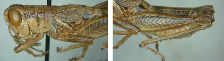 Melanoplus huporeus Hebard, 1919: male. (Otu).