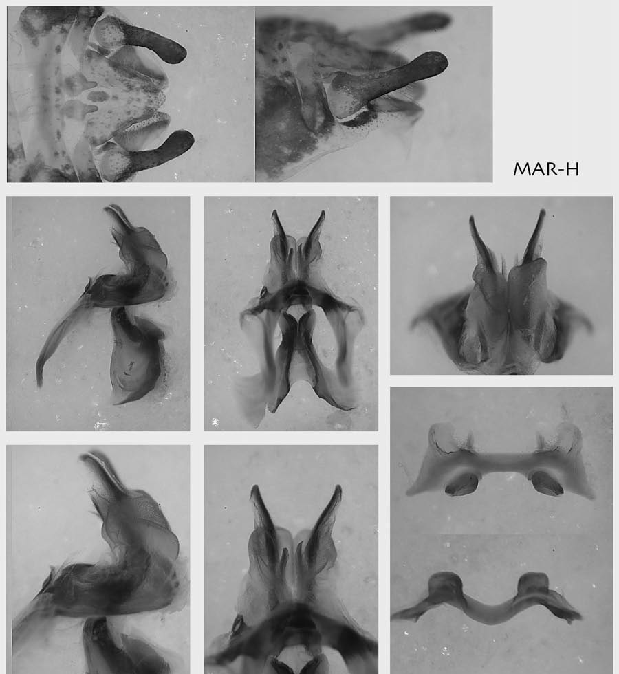 Melanoplus longipsolus Rentz, 1978: male genitalia. (Otu).