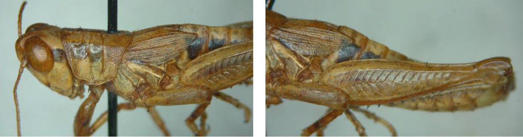 Melanoplus marginatus (Scudder, 1876): male. (Otu).