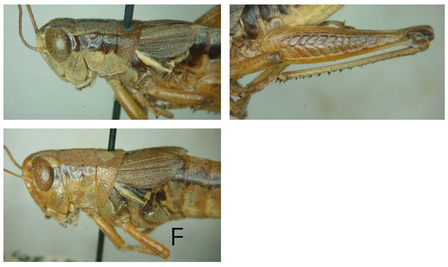 Melanoplus middlekauffi Rentz, 1978: (Otu).