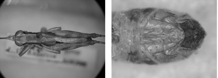 Melanoplus muricolor Strohecker, 1960: (Otu).