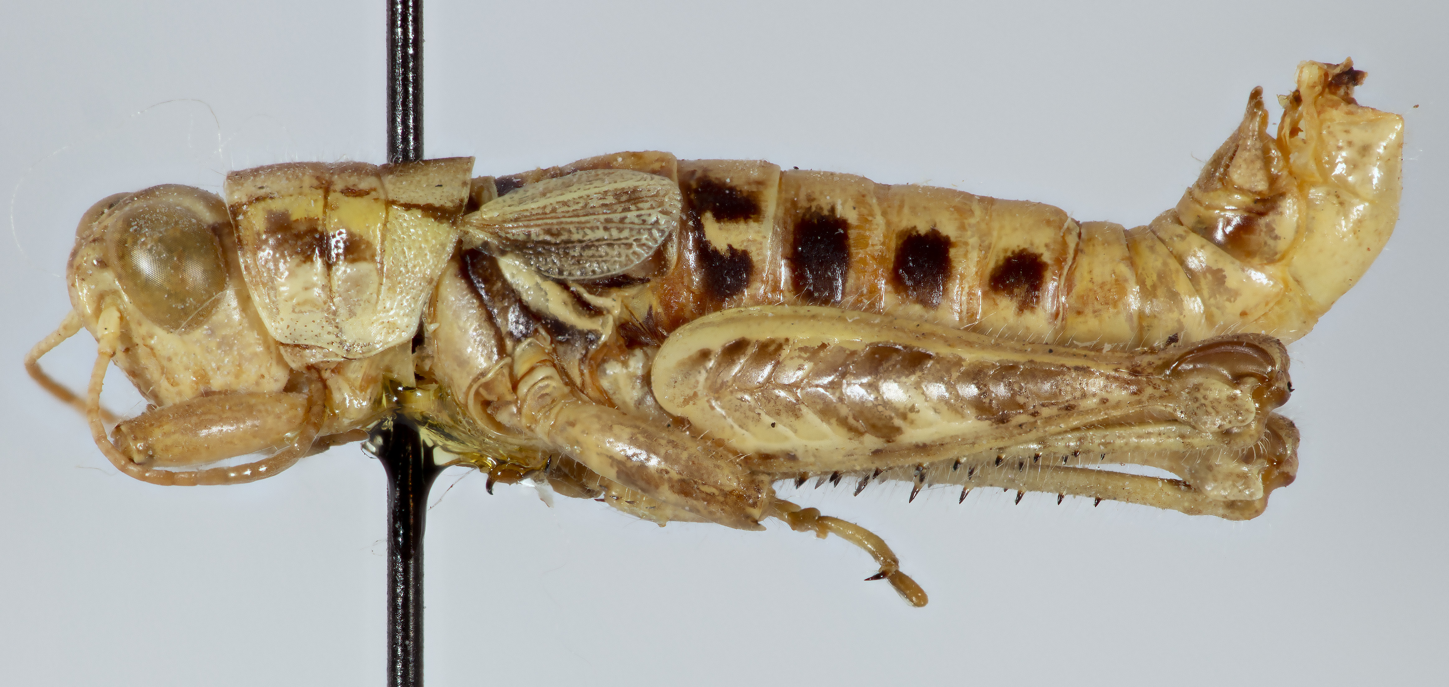 CollectionObject 1527183; 492b0731-d848-4eb1-9d11-254103816aa3: male, lateral view (holotype). (CollectionObject).