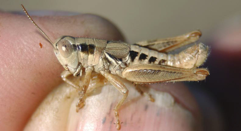 Melanoplus nanus Scudder, 1899: male. (Otu).