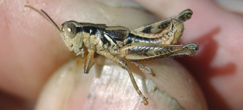 Melanoplus novato Rentz, 1978: male. (Otu).