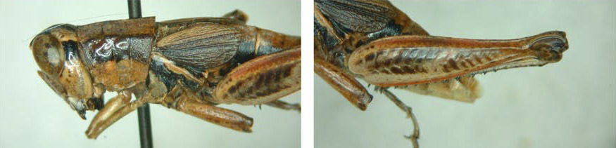 Melanoplus rentzi Otte, 1995: male. (Otu).