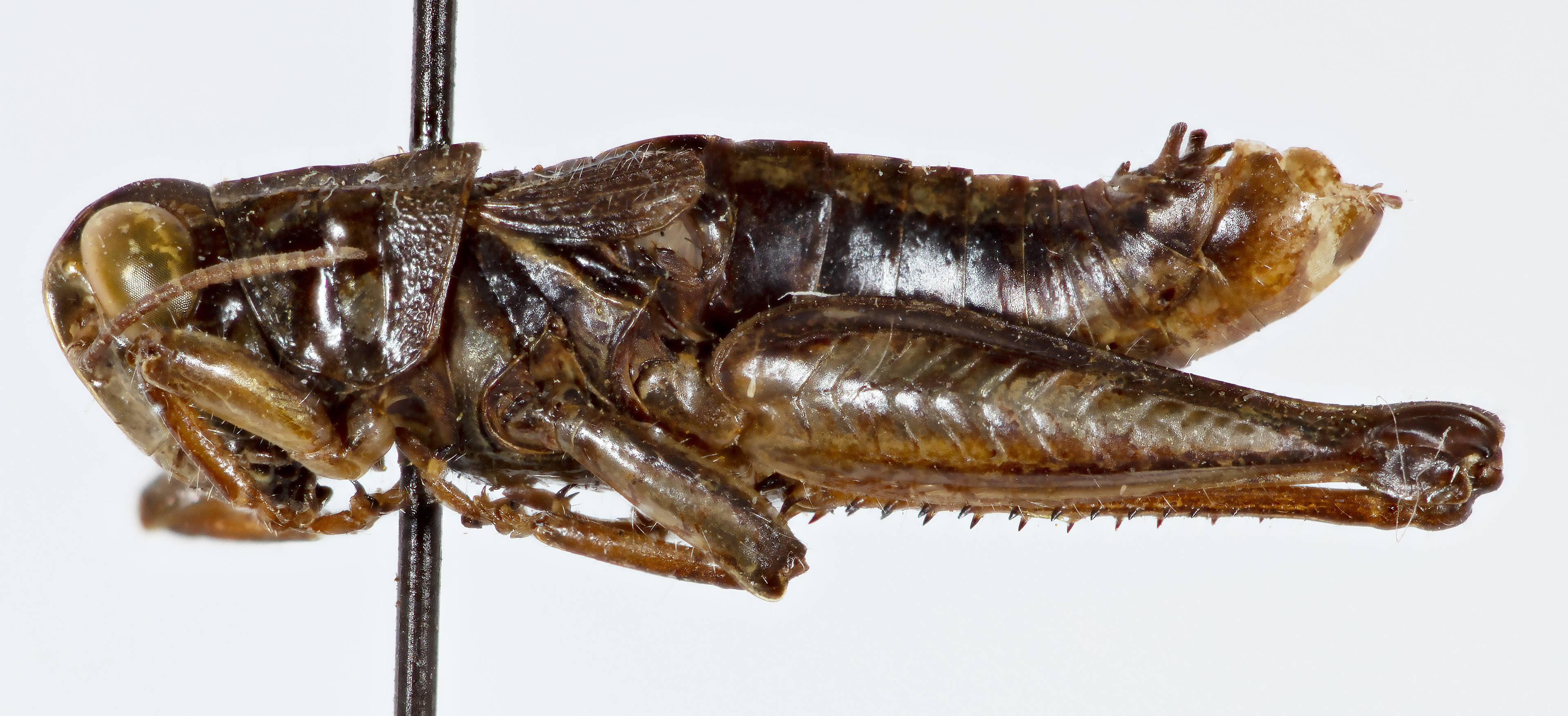 CollectionObject 1527186; b6a81a7c-46c9-4fb2-a305-ce96b9753185: male, lateral view (holotype). (CollectionObject).