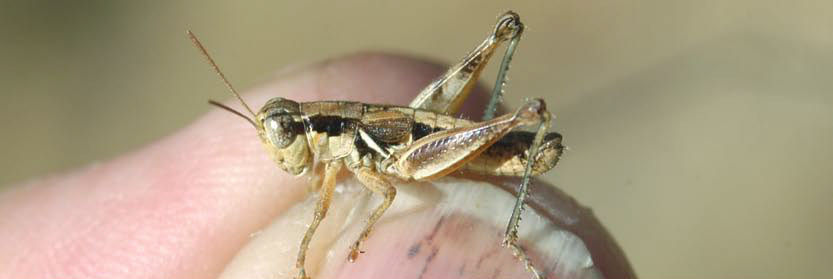Melanoplus sonomaensis Caudell, 1905: (Otu).