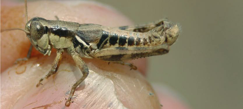 Melanoplus wappo Rentz, 1978: male. (Otu).