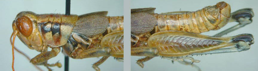 Melanoplus desultorius Rehn, 1907: male. (Otu).