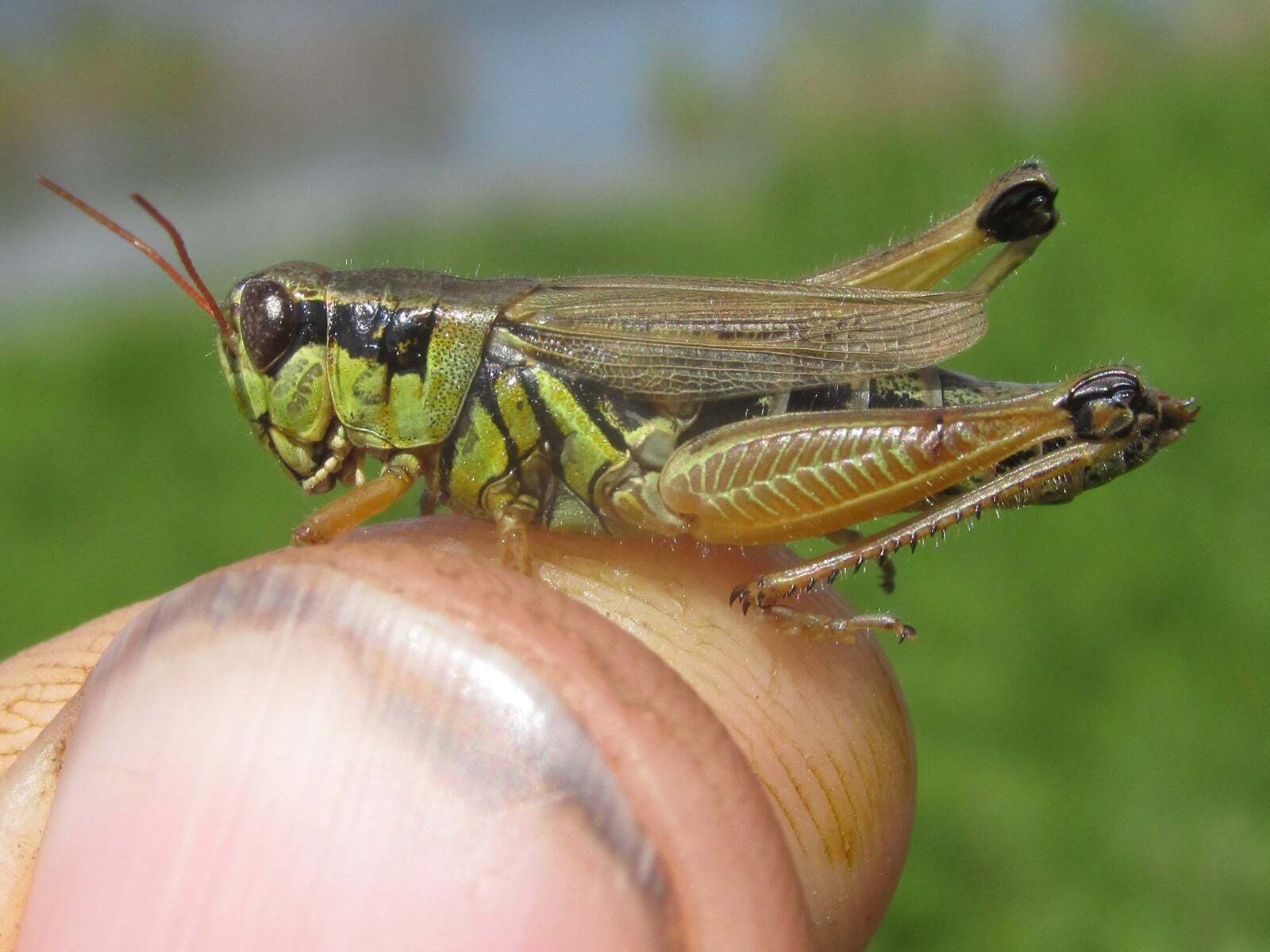 Melanoplus borealis (Fieber, 1853): female (Cottonwood-Steverson WMA, about 27 miles north of Hyannis, Nebraska on 26 July 2020). (Otu).