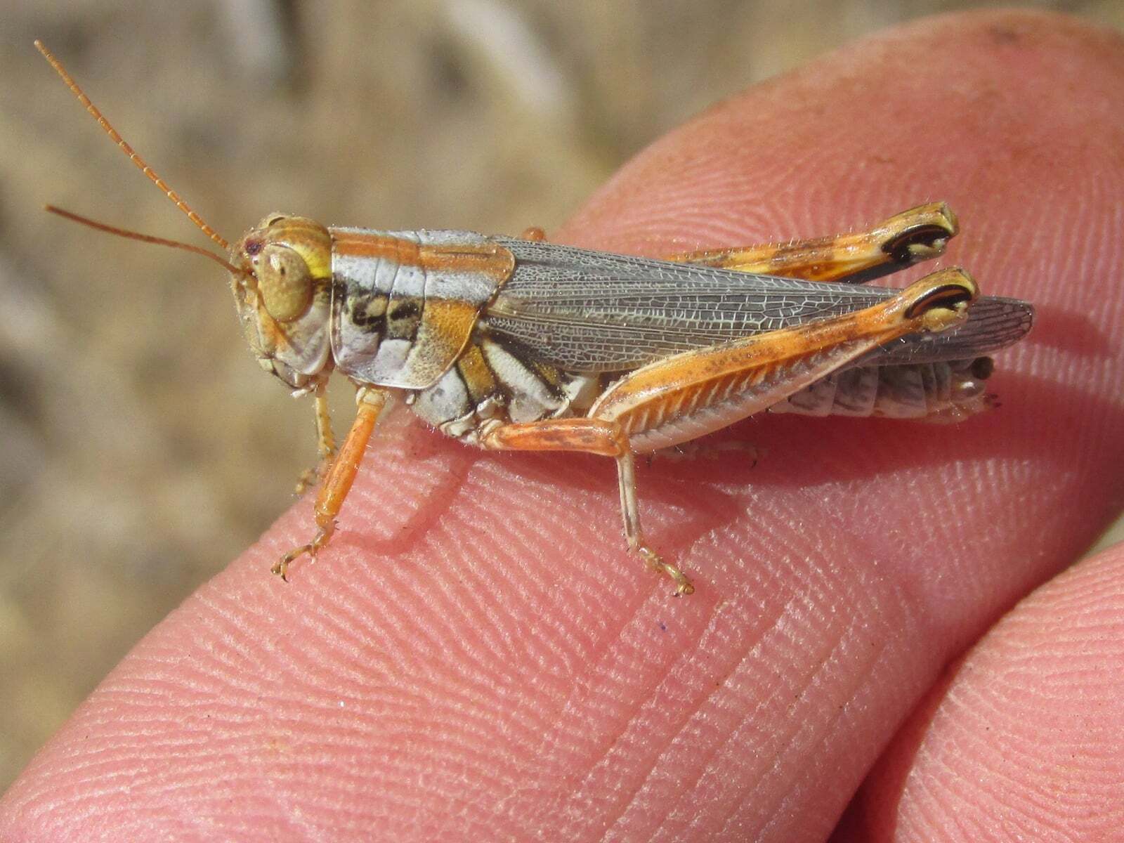 Melanoplus bowditchi bowditchi Scudder, 1878: female (west of Fort Robinson State Park in Nebraska, 4 July 2020). (Otu).