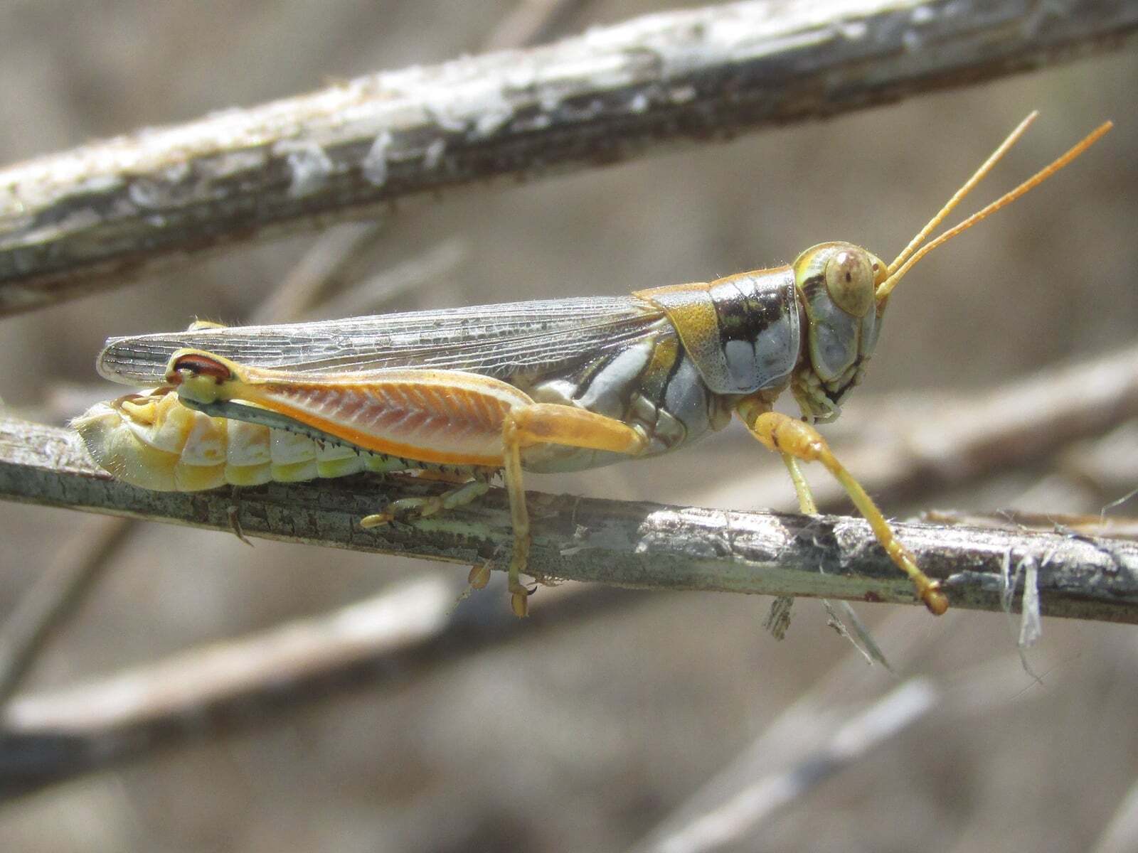 Melanoplus bowditchi canus Hebard, 1925: male (16.5 miles north of Ardmore, South Dakota, 8 August 2020). (Otu).