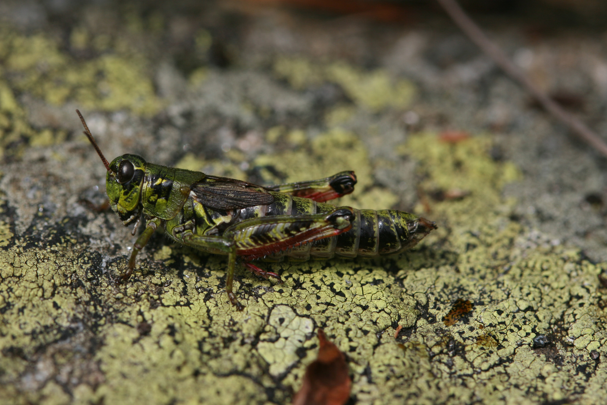 Melanoplus frigidus frigidus (Boheman, 1846): 2012. female (Austria, Pitztal, Zollberg, 2220 m). (Otu).