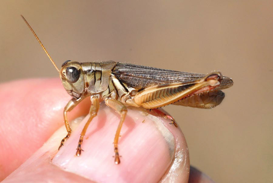 Melanoplus keeleri keeleri Thomas, 1874: male. (Otu).