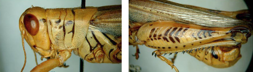 Melanoplus ponderosus (Scudder, 1875): male. (Otu).