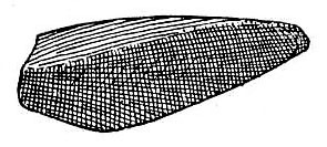 Melanoplus viola Thomas, 1876: Fig. 65. left tegmen. (Otu).