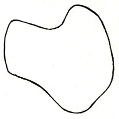 Melanoplus punctulatus punctulatus (Uhler, 1862): Fig. 81. male cercus, lateral view. (Otu).