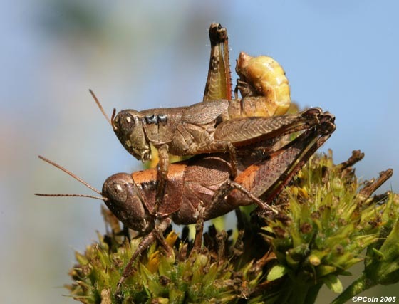 Melanoplus scudderi (Uhler, 1864): pair from Duke Forest, Durham County, North Carolina (October 1, 2004). (Otu).