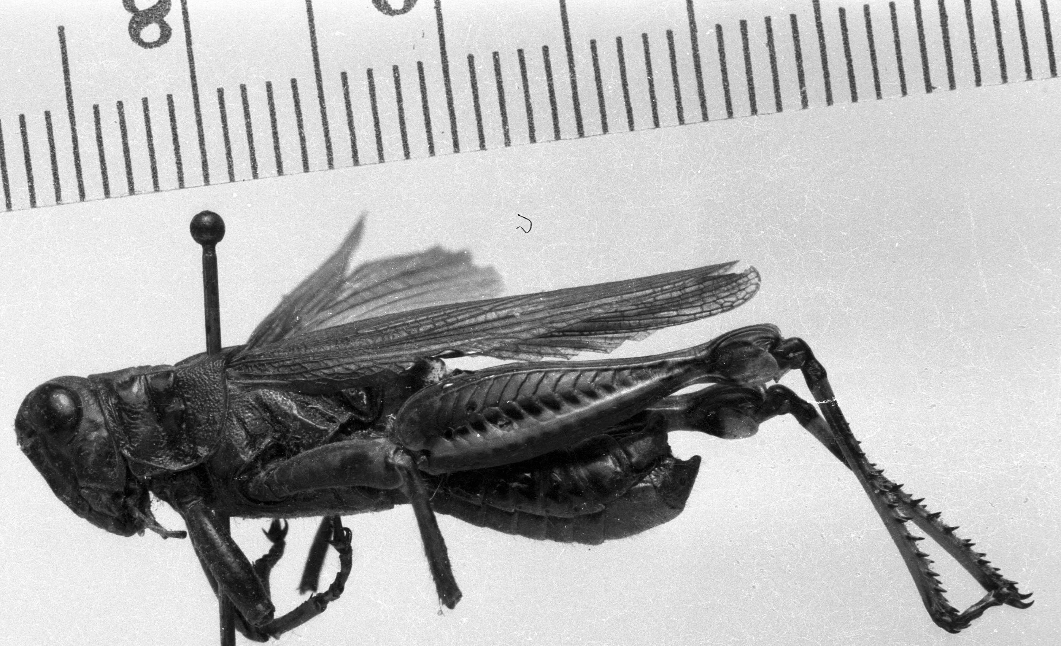 CollectionObject 1506287; c7a7b5a5-fac8-49f6-b565-7a4e130607d6: Image Carbonell, C.S. [mirror image]. male, lateral view (lectotype). (CollectionObject).