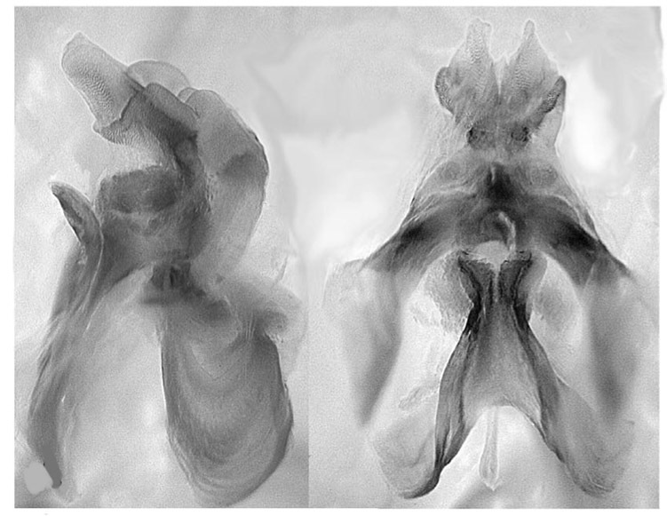 Melanoplus beameri Hebard, 1932: male genitalia. (Otu).