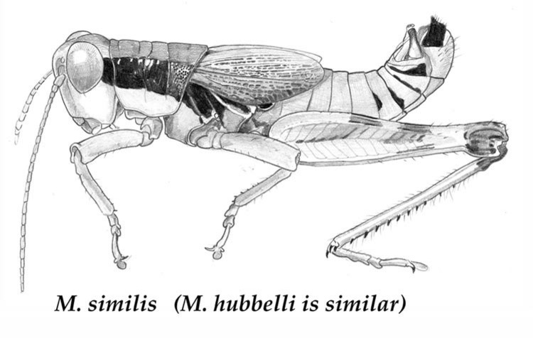 Melanoplus hubbelli Hebard, 1935: male. (Otu).