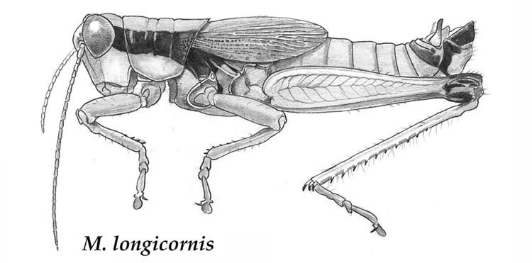 Melanoplus longicornis (Saussure, 1861): Fig. 1. male. (Otu).