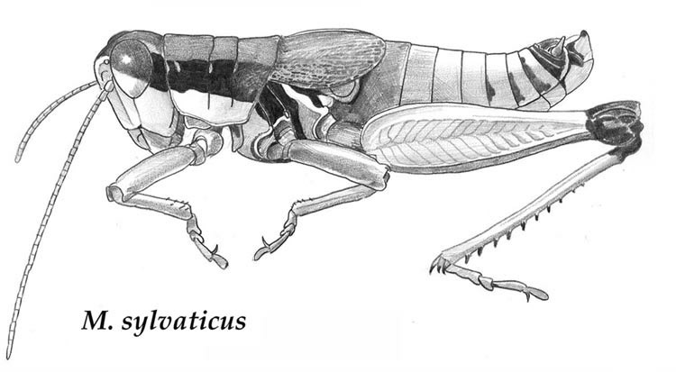 Melanoplus sylvaticus McNeill, 1899: Fig. 1. male. (Otu).