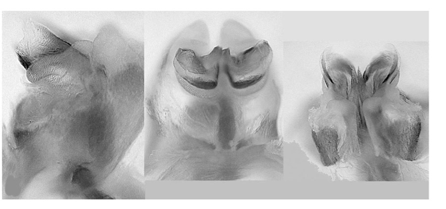 Melanoplus acrophilus Hebard, 1935: male genitalia. (Otu).