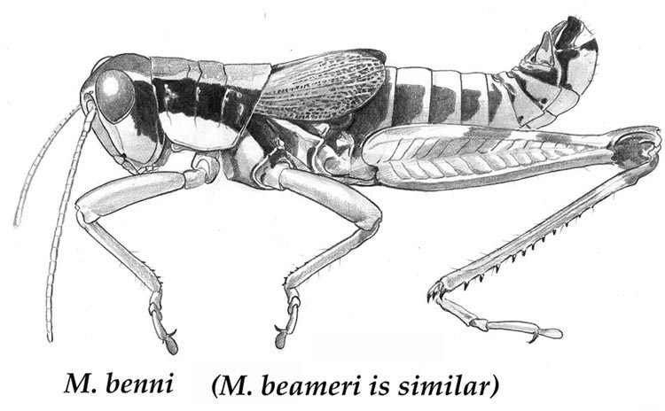 Melanoplus benni Otte, 2002: Fig. 1. male. (Otu).
