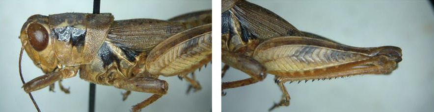 Melanoplus angularis Little, 1932: male. (Otu).