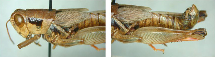 Melanoplus texanus (Scudder, 1878): male. (Otu).;Melanoplus texanus (Scudder, 1878): male. (Otu).