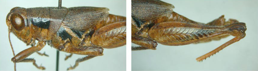 Melanoplus inconspicuus Caudell, 1902: male. (Otu).
