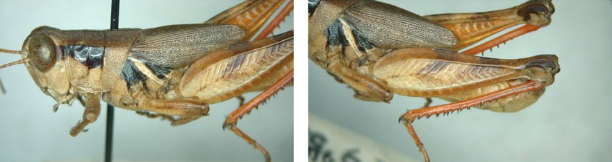 Melanoplus oklahomae Hebard, 1937: male. (Otu).