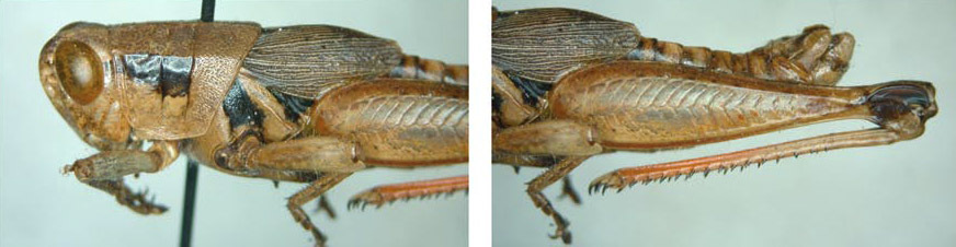Melanoplus warneri Little, 1929: male. (Otu).