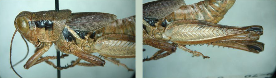 Melanoplus alexanderi Hilliard, 2001: male. (Otu).