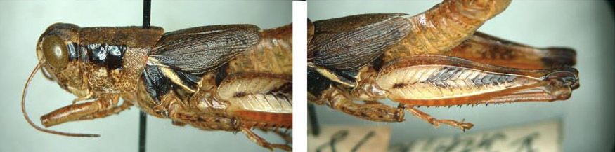 Melanoplus dakini Hilliard, 2001: male. (Otu).