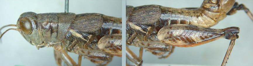 Melanoplus ascensus Scudder, 1899: male. (Otu).