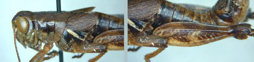 Melanoplus saltator Scudder, 1897: male. (Otu).