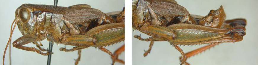 Melanoplus calidus Scudder, 1899: male. (Otu).