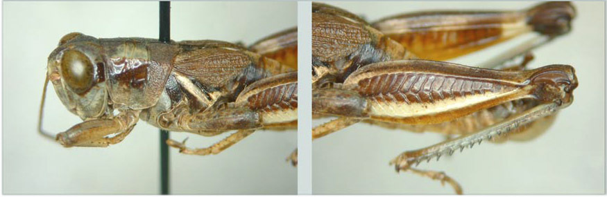 Melanoplus chiricahuae Hebard, 1922: (Otu).