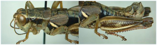 Melanoplus truncatus Scudder, 1899: (Otu).