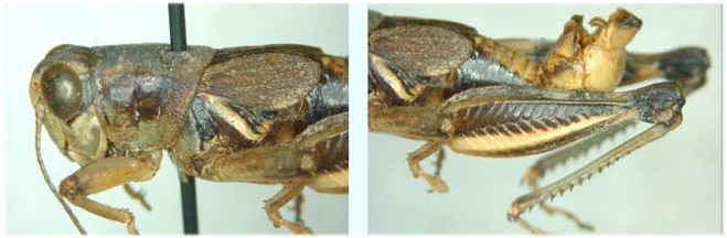 Melanoplus femurnigrum Scudder, 1899: male. (Otu).