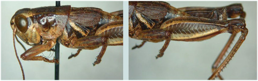 Melanoplus magdalenae Hebard, 1935: male. (Otu).