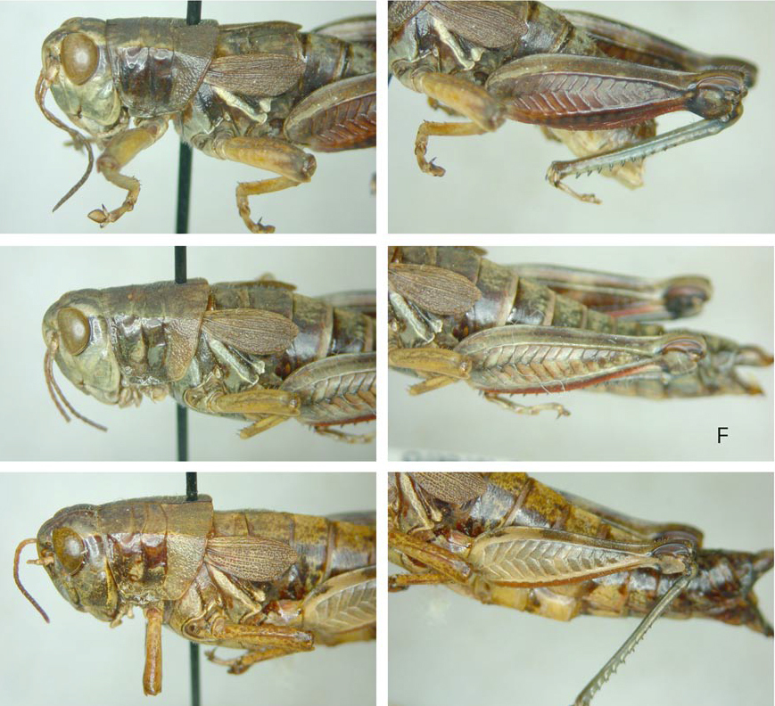 Melanoplus pinaleno Hebard, 1937: male and two females, lateral view. (Otu).