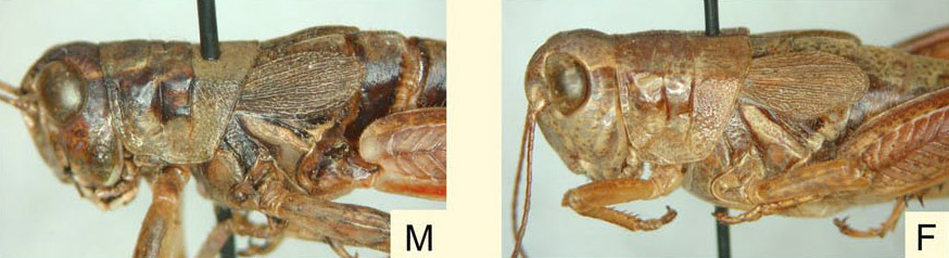 Melanoplus indigens Scudder, 1897: (Otu).