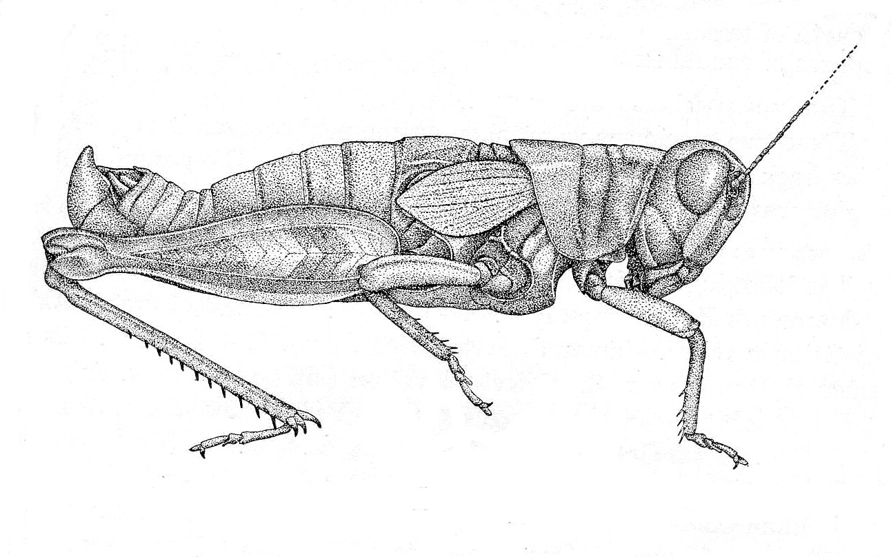Melanoplus oregonensis (Thomas, 1875): Fig. 15 (after type). male habitus (Podisma oreas). (Otu).