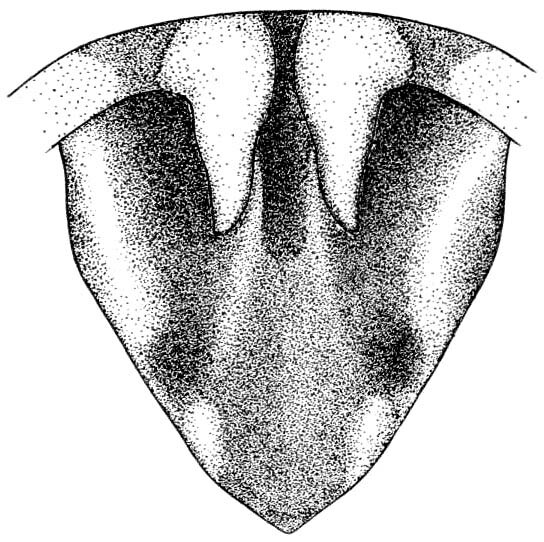 Melanoplus triangularis Hebard, 1928: Pl. 25, Fig. 5. male, furcula and supra-anal plate, dorsal view. (Otu).