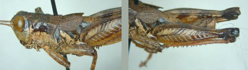 Melanoplus divergens Morse, 1904: male. (Otu).