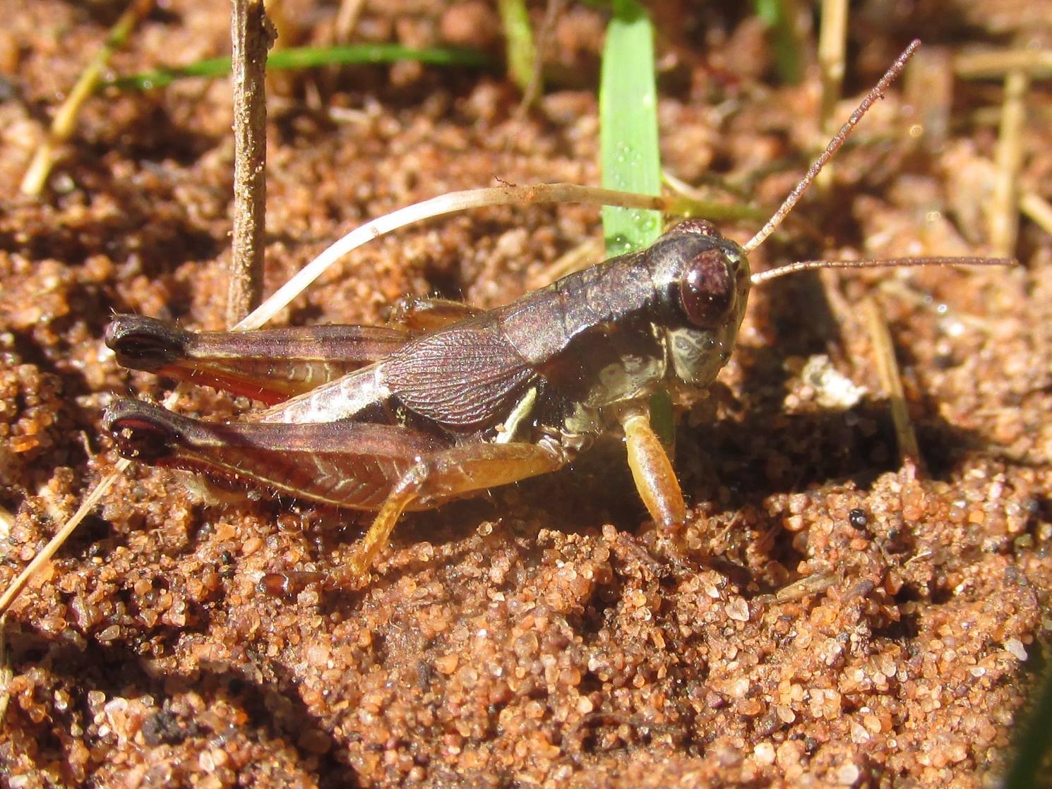 Melanoplus islandicus Blatchley, 1898: male (about 2 miles west of Amberg, Wisconsin, 25 July 2016). (Otu).