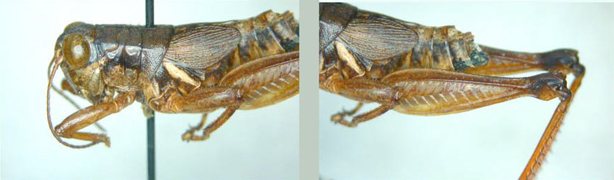 Melanoplus mancus Smith, 1868: male. (Otu).